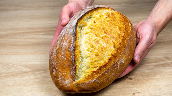Artisan bread with perfect ear and golden crust